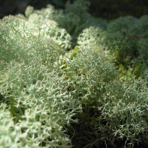 awodda's profile picture. Sex-positive queer/feminist abolitionist criminologist. Drinker of tea. Views my own. 💚  Co-author of Sex-Positive Criminology (2021), Routledge. she/her/hers