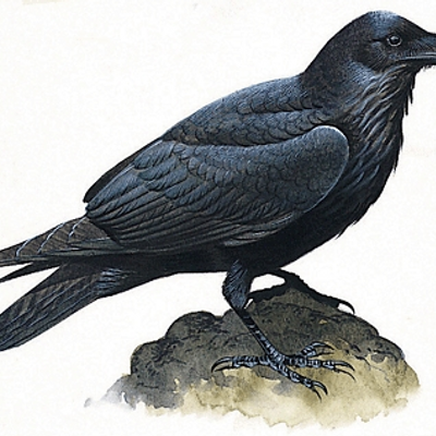 Moses the Raven (@MosesSugarcandy) / Twitter Moses the Raven (@MosesSugarcandy) / Twitter