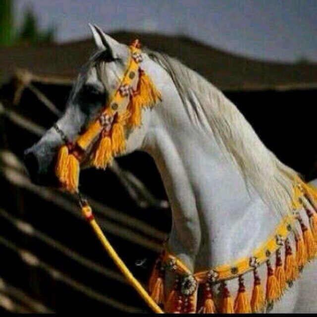 سبحان الله وبحمده سبحان الله العظيم .... تغريداتي بالمفضله ....
