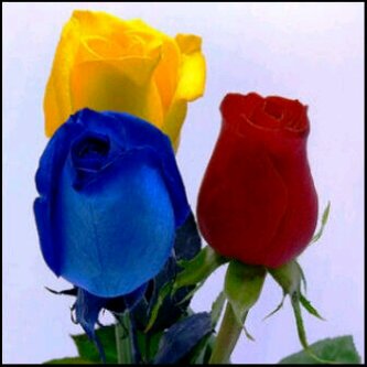 dianaappi's profile picture. Lic. Administracion  Gestion Municipal. Democrata. Cristiana.