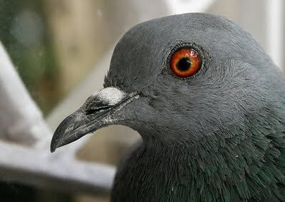 CommutingPigeon's profile picture. Yep, Round Round Get Around, I Get Around. Photos belong to others, I'm just a bird. thecommutingpigeon@gmail.com