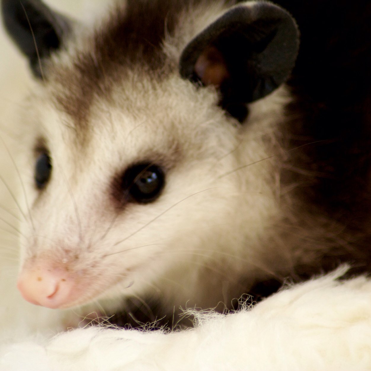 wildresq's profile picture. #wildliferehab #acwildlife #losangeles #possums #squirrels