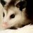 wildresq's profile image