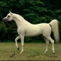 جبل نجد-َ (@somm_553) Twitter profile photo