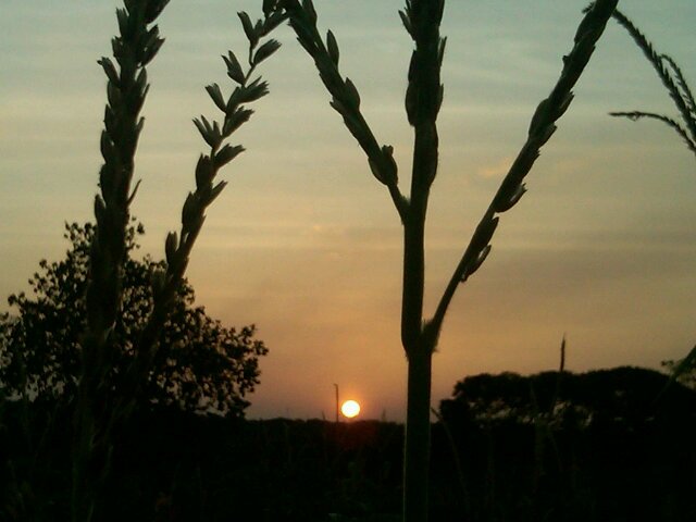 erasgil's profile picture. Existo y vivo en medio de la naturaleza, contemplandole y admirando la vida. Periodista, escritor, fotografo, abogado y agricultor.