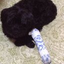 Lauri Davis - @MicrotusQueen - Twitter