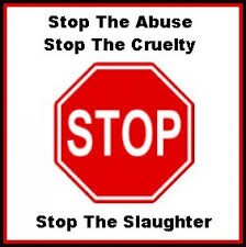 We are a group of Transition year students doing animal cruelty as a Y.S.I. project. We hope to reduce the level of animal cruelty in our area.