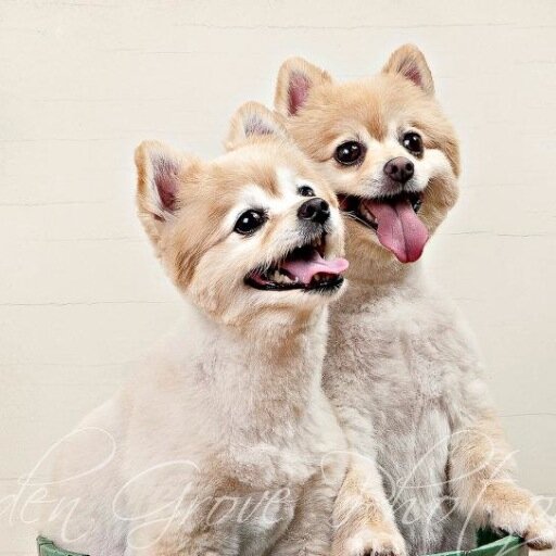 jacksmcgi's profile picture. Owner/Operator of Thousand Islands Purr-Furred Pet Service, dog lover, pet professional, animal advocate, old soul, canning, gardening, tv watcher