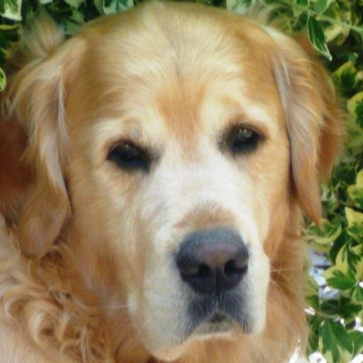 Dog walking, golf playing, Cornwall loving, tea drinking, vegetarian, Exeter Chiefs supporting retired Head of Maths @eggarsmaths.