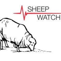 Sheep Watch (@sheep_watch) 's Twitter Profile