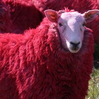 The Scarlet Sheep (@thescarletsheep) 's Twitter Profile