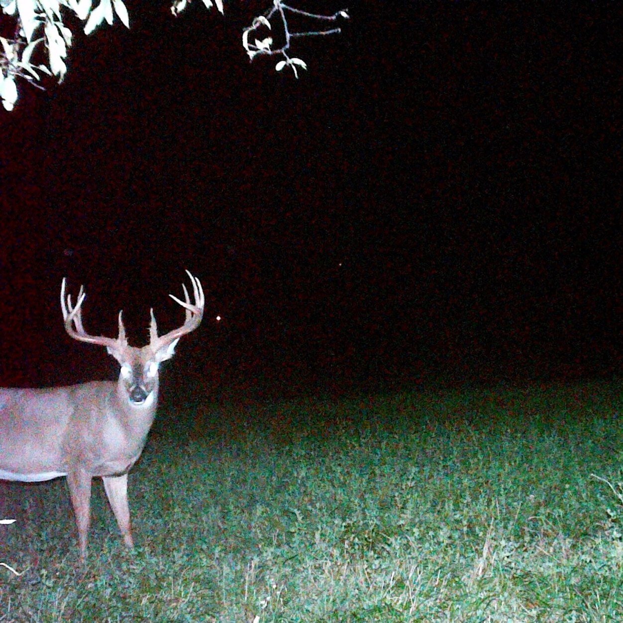 Twitter account for bowonlywhitetails message board. We are a community of passionate, die hard bowhunters that love chasing whitetails.