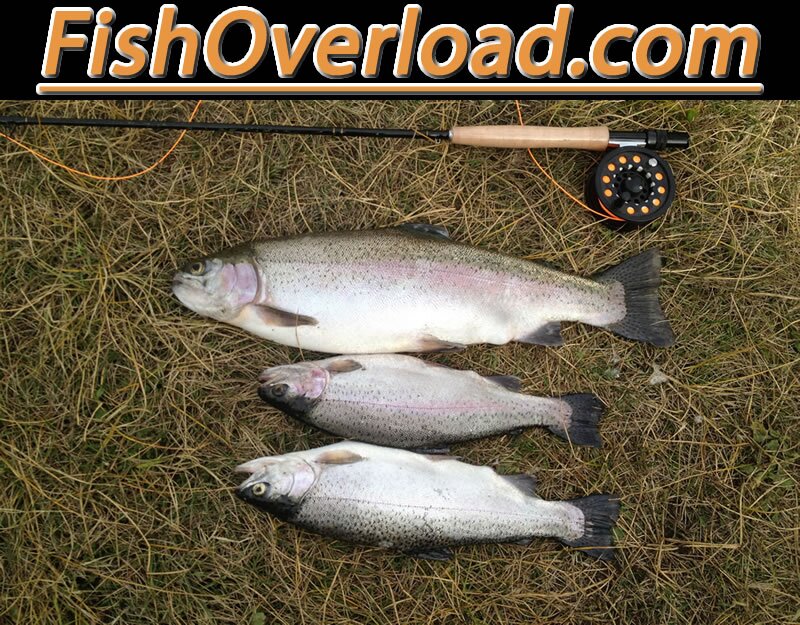 http://t.co/TbNq1h1wtn free online fishing magazine.