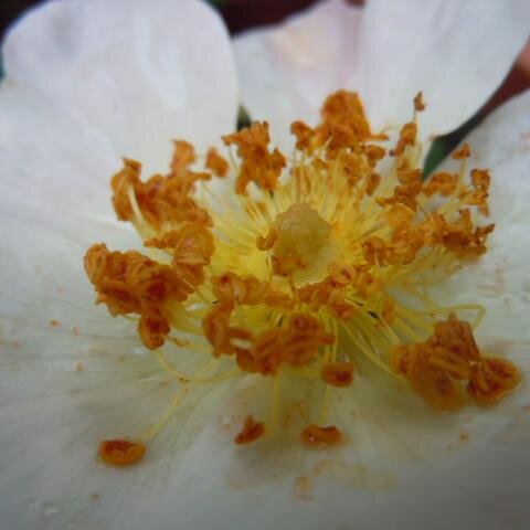 High Energy Flower-/ Mineralessenc.,spiritual and creative work,love music,nature,animals,poetic.   Healing for all creatures global !    Peace! No war !