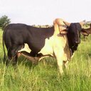 Chris Mans - @chrismans50 - Twitter