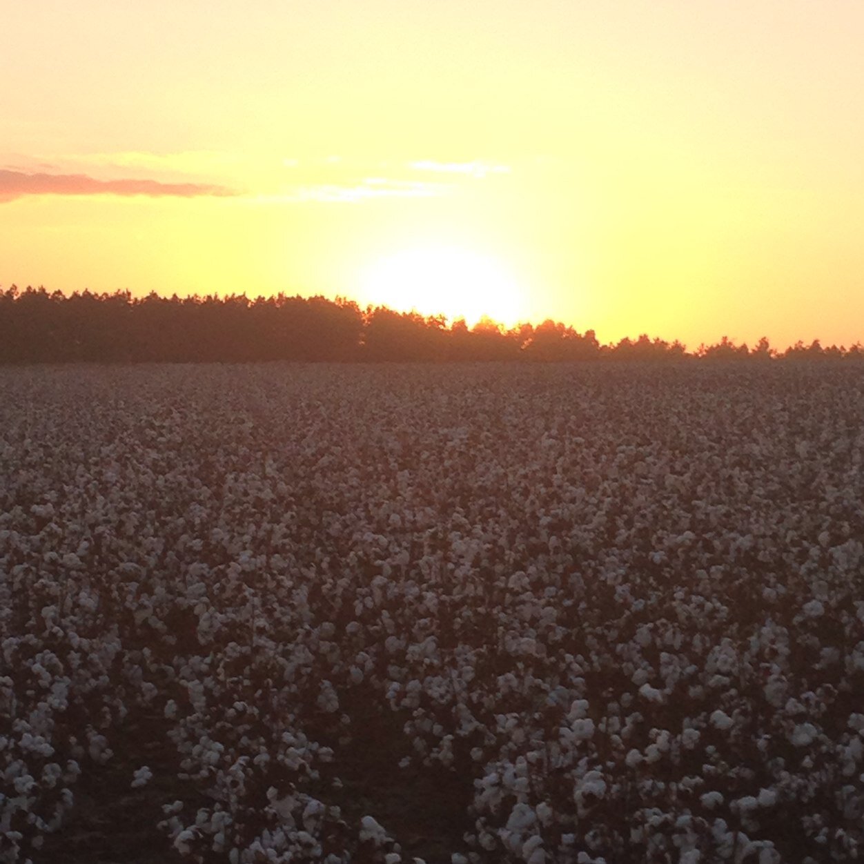 Married with two children. Work for Agri-AFC, as a Location Manager. Certified Crop Advisor/CCA. Enjoy hunting, fishing, and Auburn Football.
