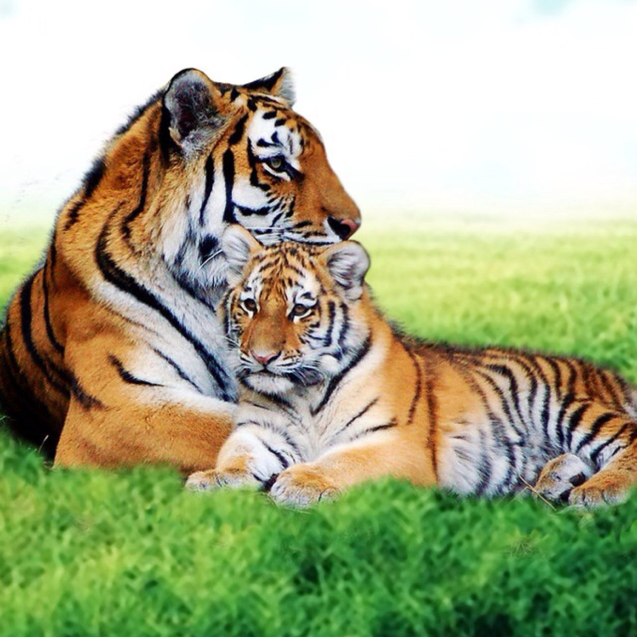 aliroberex's profile picture. 