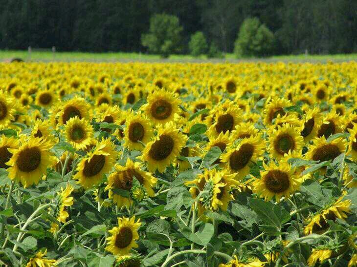 Seachamp30's profile picture. 