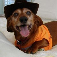 Joan Gower (@alldogsrstars) Twitter profile photo