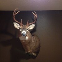 Chad Primus (@chadprimus) 's Twitter Profile