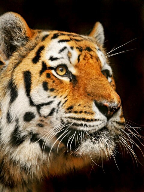 Tiger_I_AM's profile picture. 