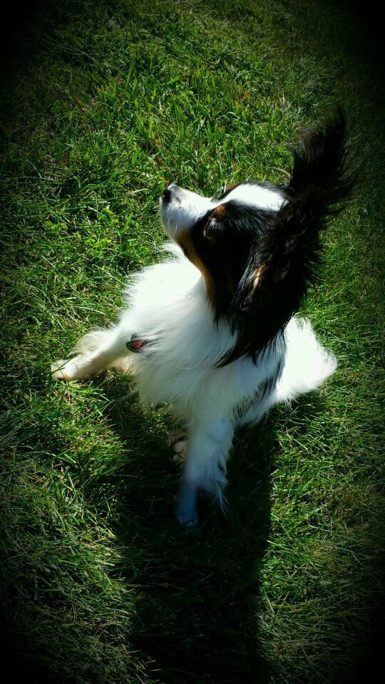 ANGUS_CUDDLES's profile picture. The last thing I remember is stabbing him with his diabetes medicine.