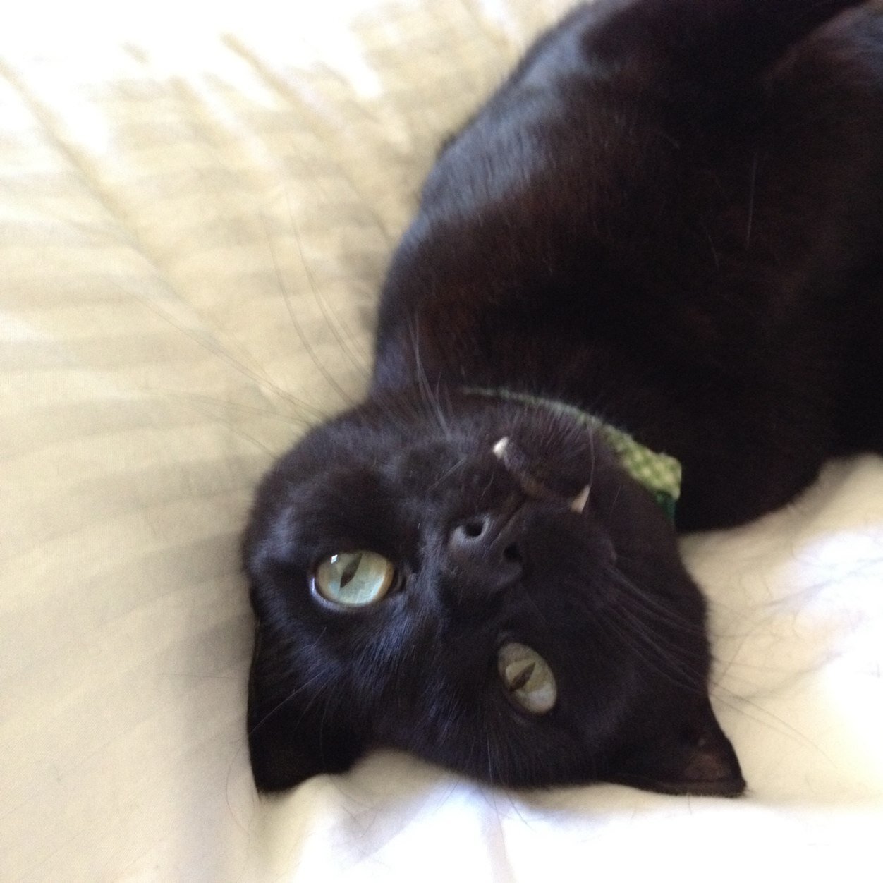 angelinonsf's profile picture. 