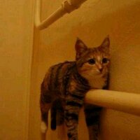 CatBomb (@drank_cat) 's Twitter Profile