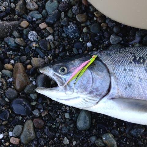 HominemDad's profile picture. Vae Victis