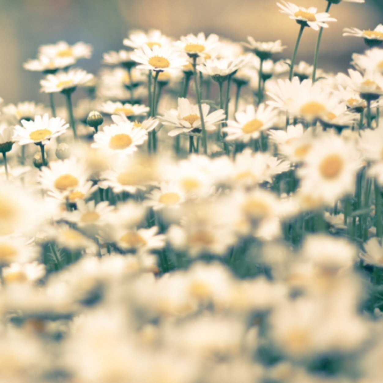 liltumblr's profile picture. 