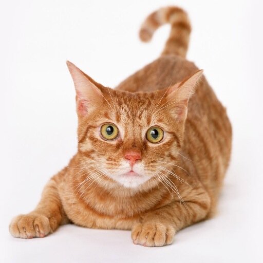 stanleyn208's profile picture. Hi All, I am Stanley. 0_0!