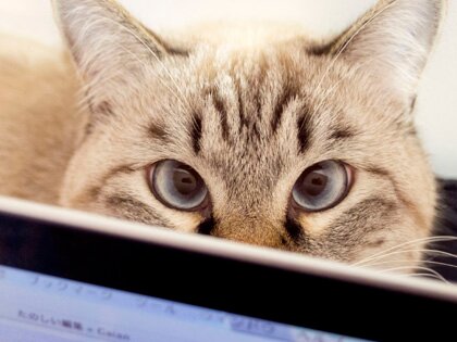 編集者。三度の飯より猫が好き。