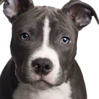 Pit Bulls❤️ (@913pit) Twitter profile photo