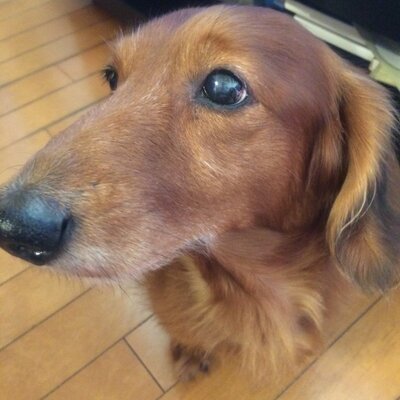 dame_dayone's profile image