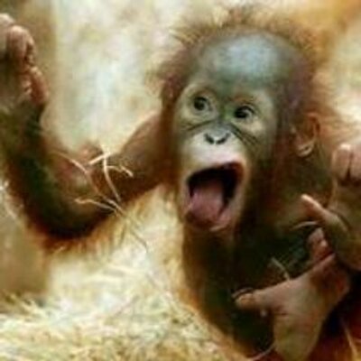 DanceDandelion's profile image