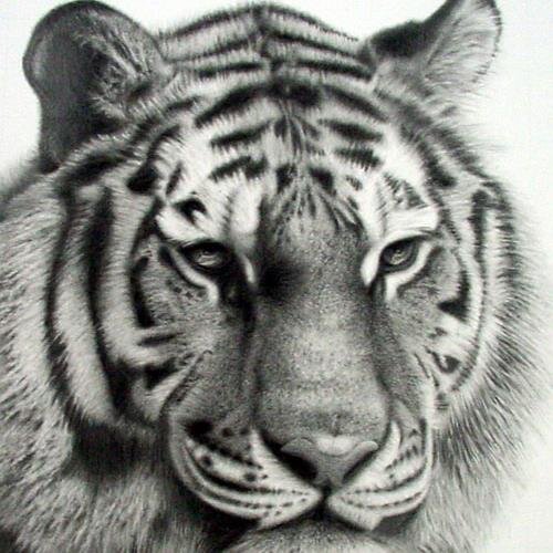 chambut's profile picture. ....