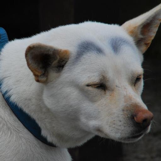 akaoyaji Profile Picture