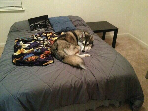 AGskechers's profile picture. former oVoC and aGs | psn: aei-ze