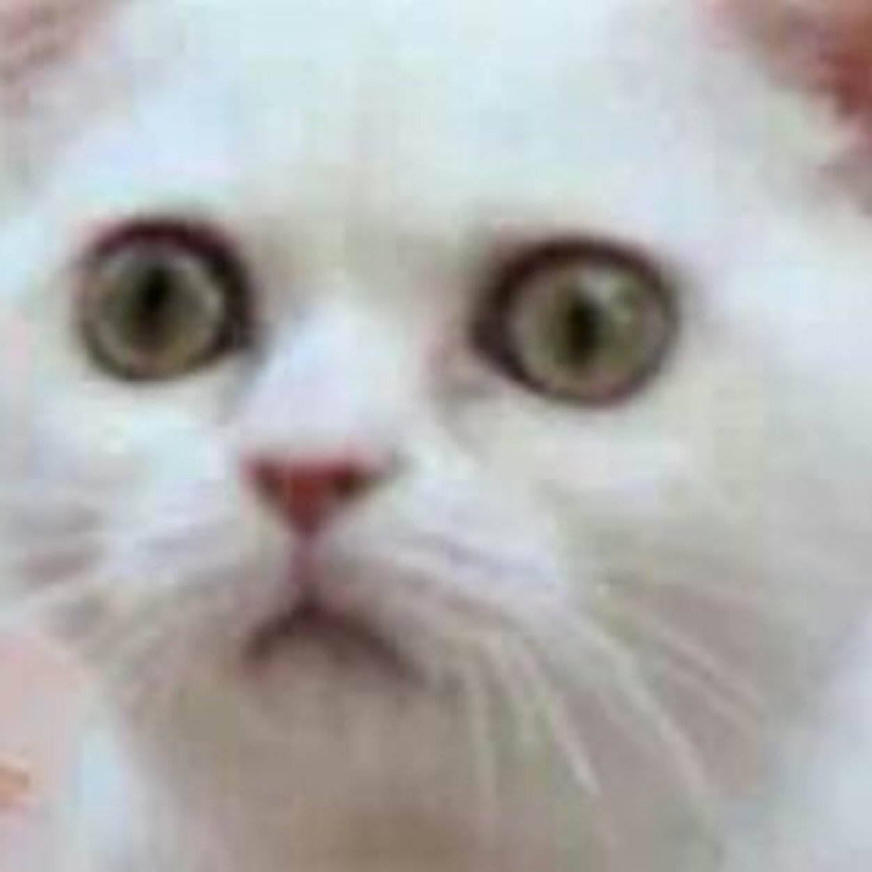 Sono un gatto scozzese