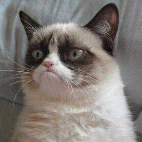 Your daily fix of LOL Cats!