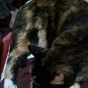 Cassandra & Mick - @casspippi - Twitter