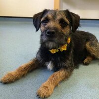 Oundle&ThrapstonVets (@oundlevets) 's Twitter Profile