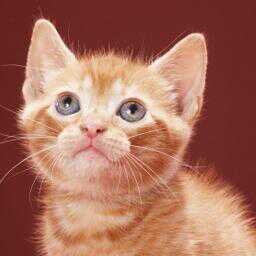 ryuuree5's profile picture. 