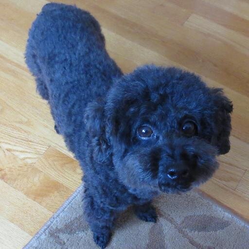 yrBlacksbg's profile picture. Parent.