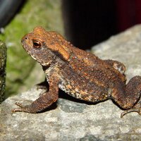 Jonathan Rooks (@bexleywildlife) 's Twitter Profile