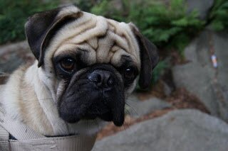 BountysBuecher's profile picture. Mopsbesitzerin, Drachenzähmerin und Buchliebhaberin ;)