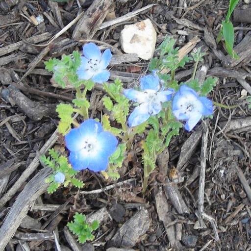 AmandaBeidler's profile picture. 