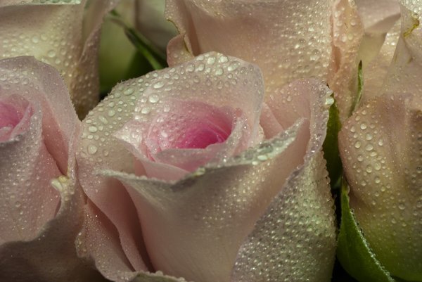 @Ferdousi_Begum