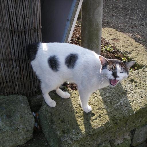 猫と料理が別々に好きだ