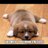 lemondrop05's profile image